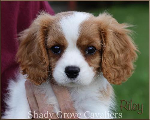 miniature king charles spaniel puppies