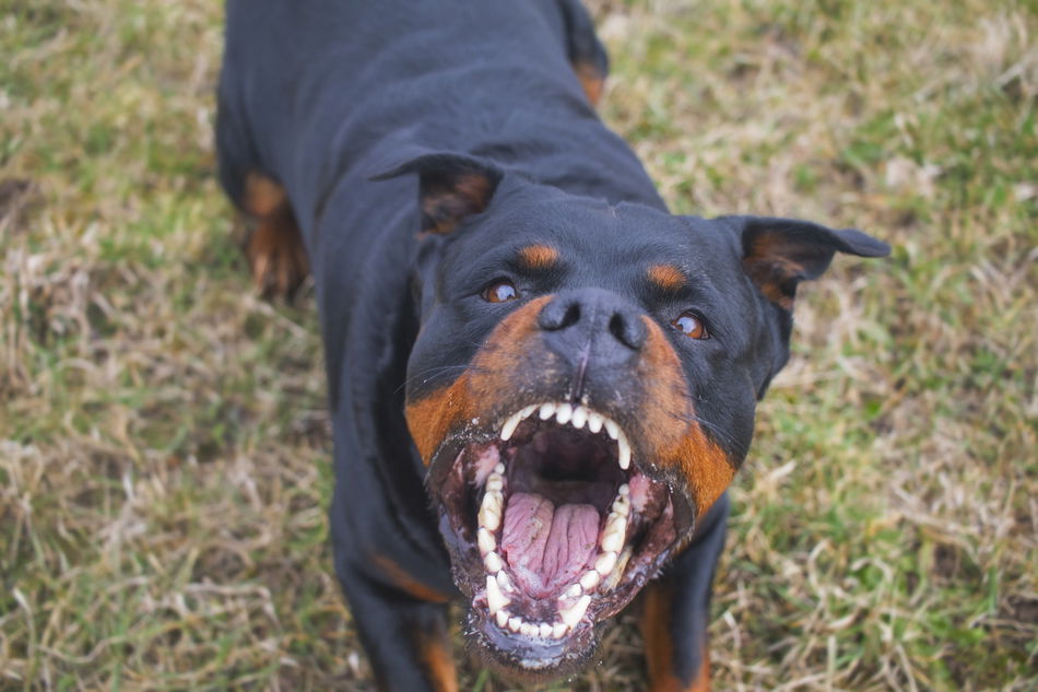 rottweiler cropped ears