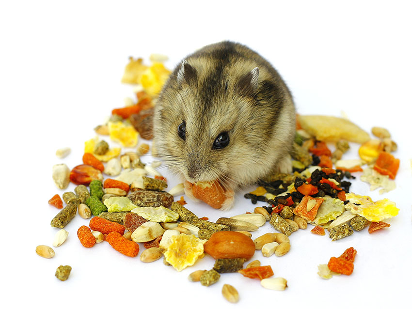 what can dwarf hamsters eat