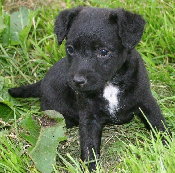 patterdale puppies