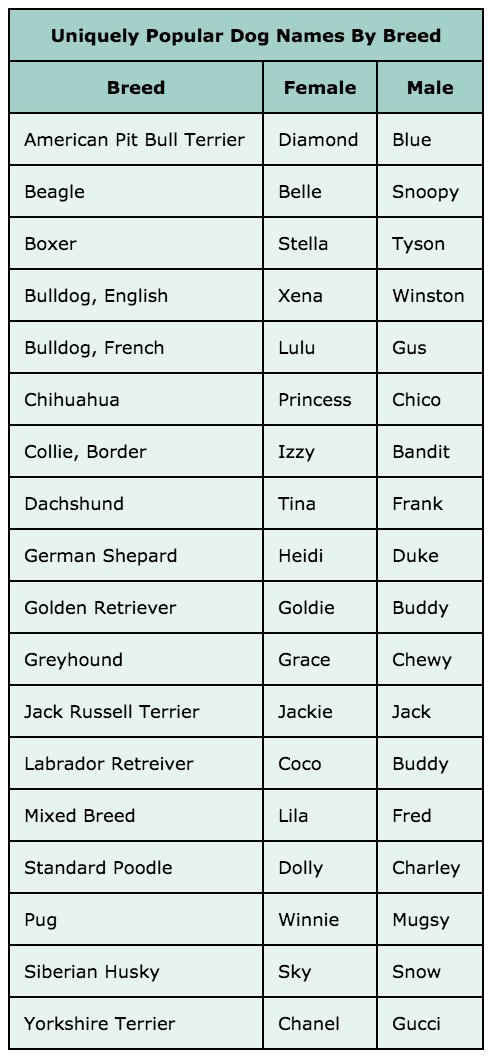 jack russell terrier names