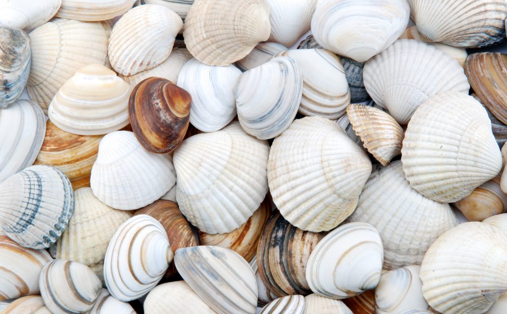 pic of seashells