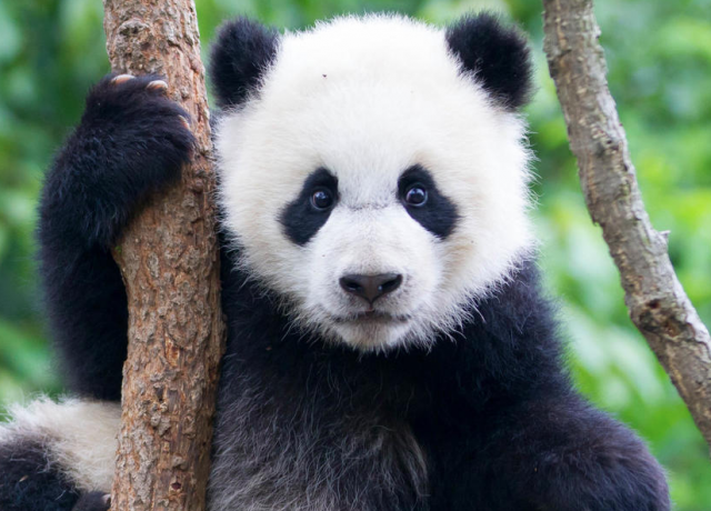 adopt a panda bear