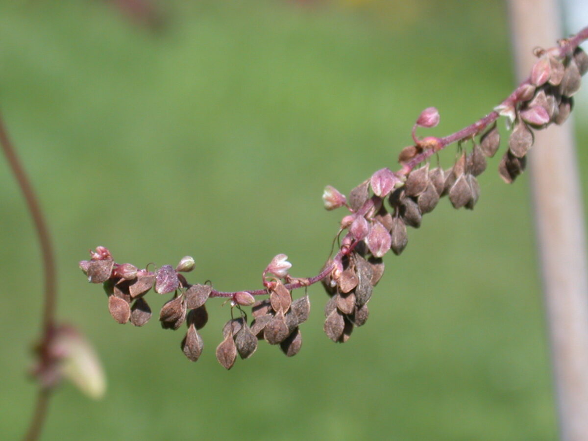 buckwheat plant pictures