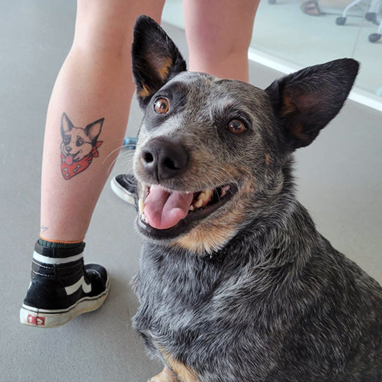 australian cattle dog tattoo