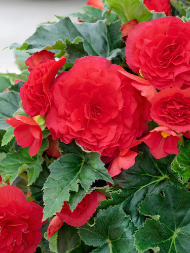 double headed begonias