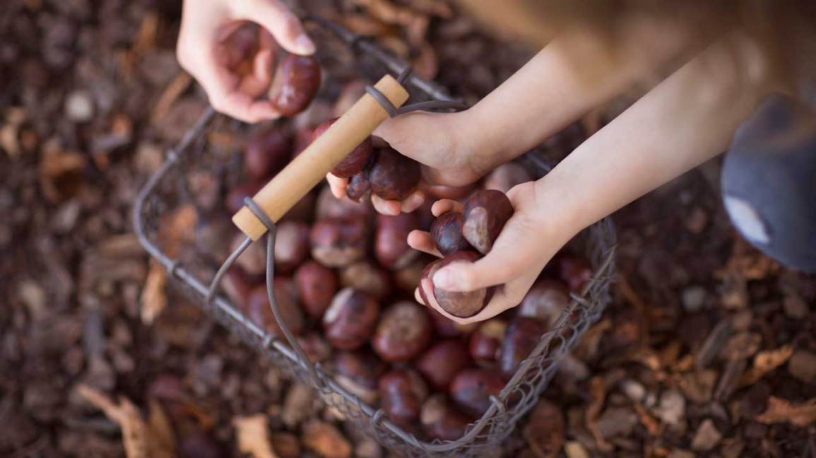 aesculus hippocastanum benefits