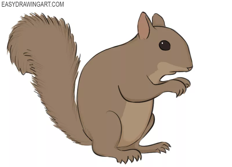 easy simple squirrel drawing