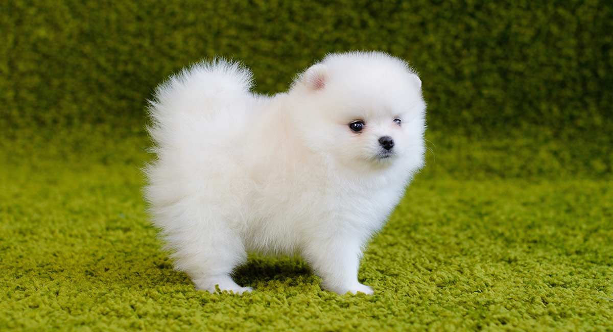 pomeranian dog pics