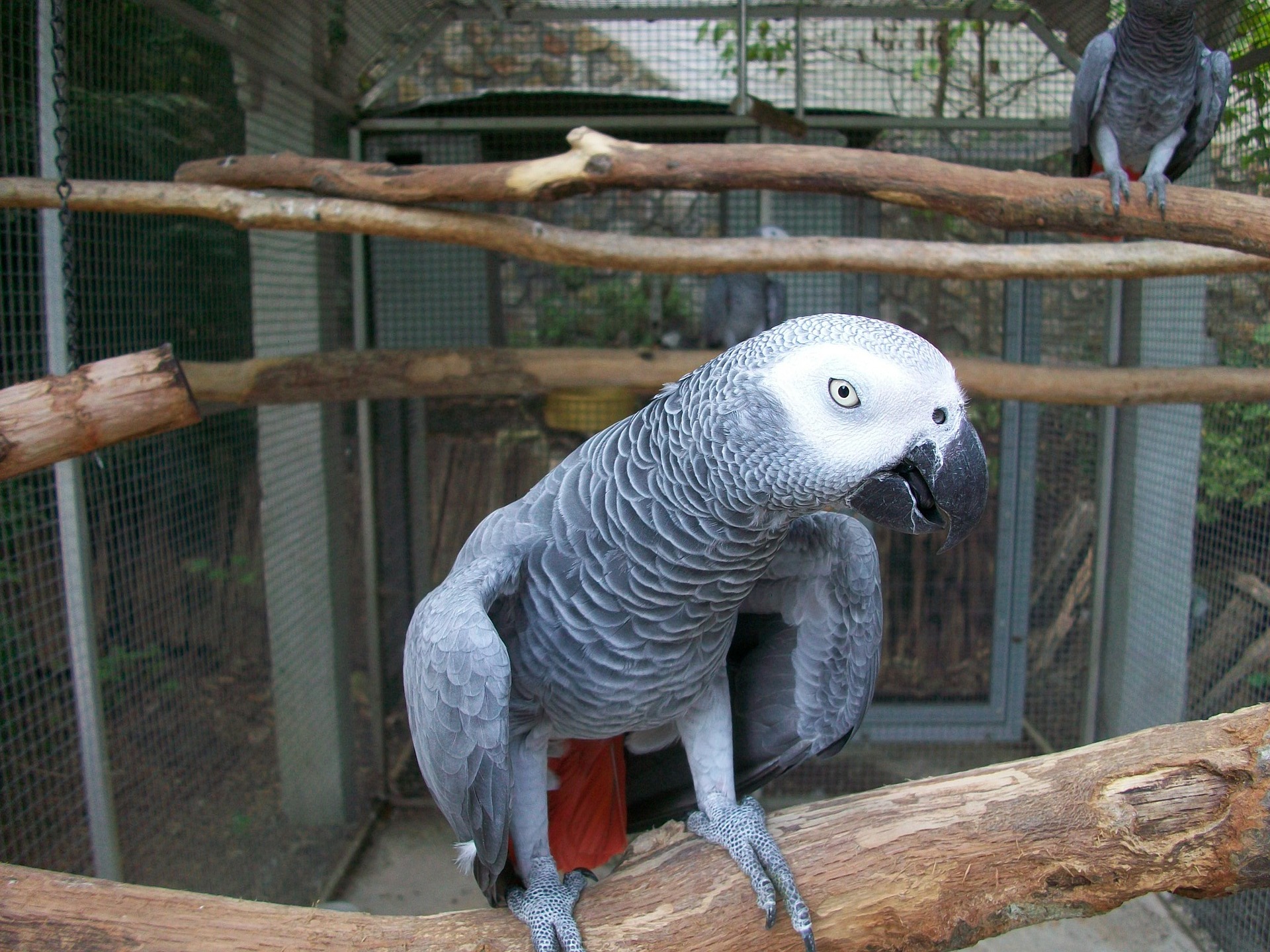 african gray bird price