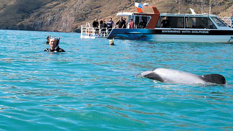 akaroa dolphin cruise