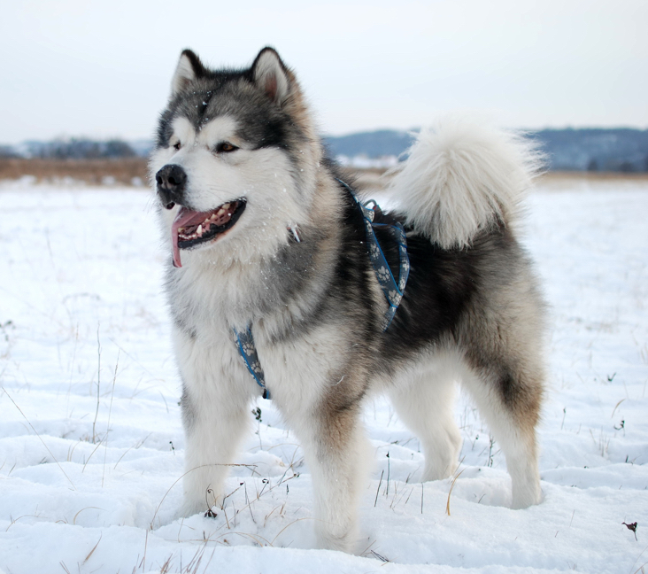 alaskan malamutes for sale