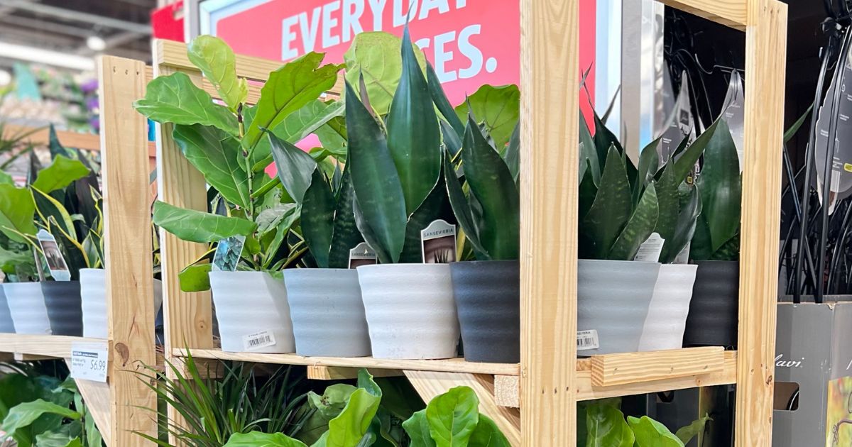 aldi houseplants