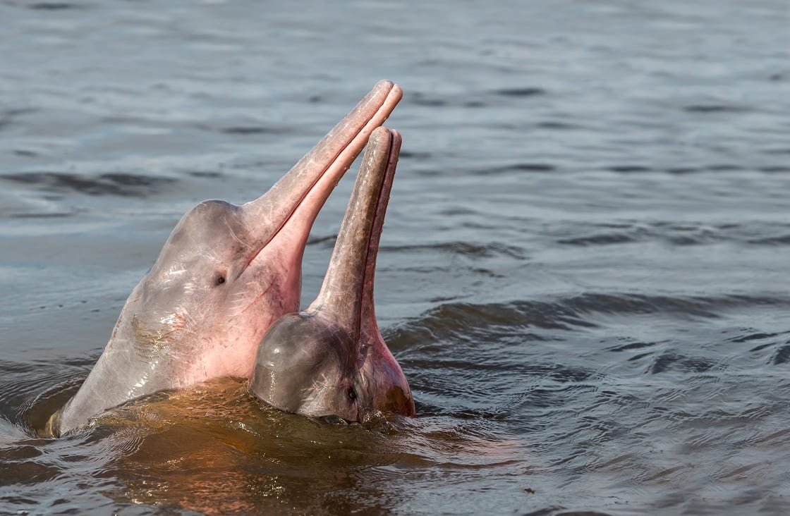 amazon dolphin facts