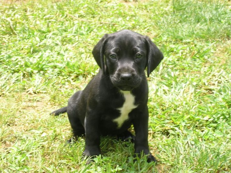 american bull lab mix