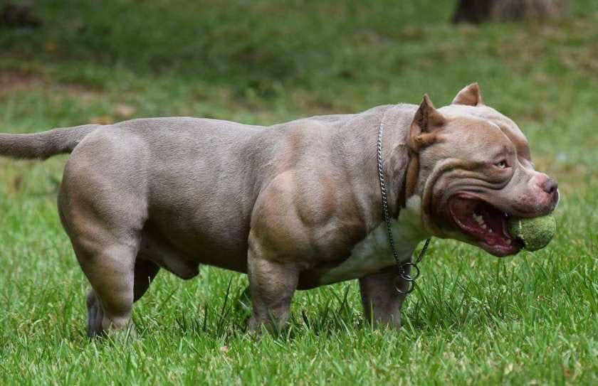 american bully for sale near me