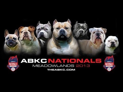 american bully kennel club