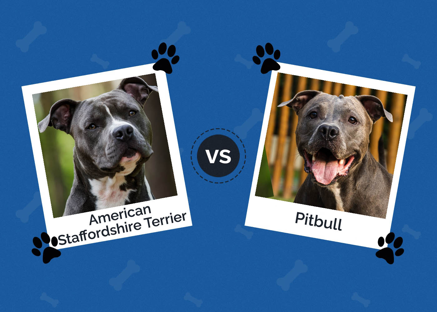 american staffordshire terrier vs pit bull terrier