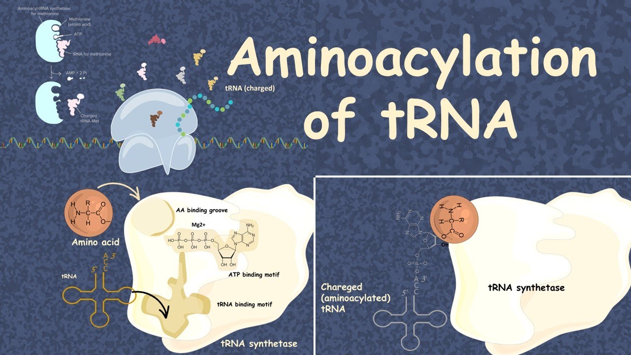 aminoacyl-trna