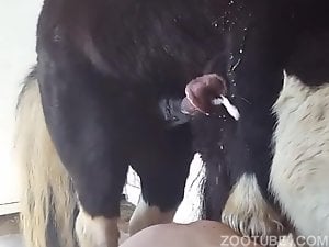 animal cumshot