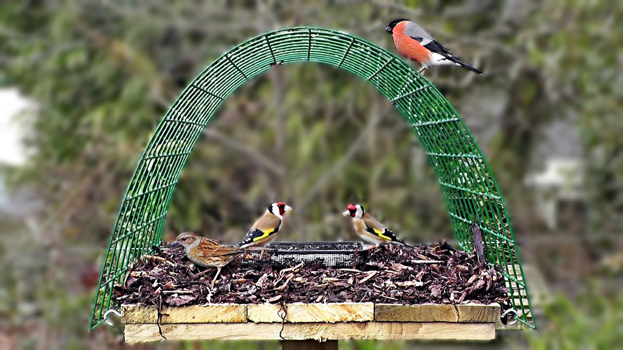 anti pigeon bird feeder