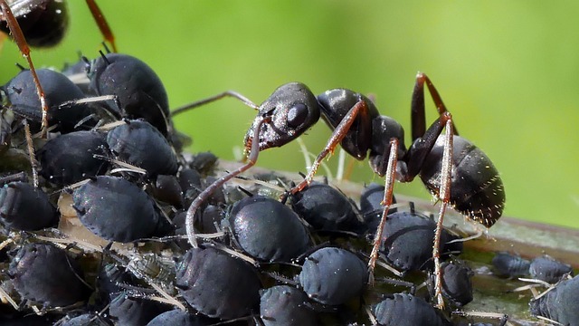 ants for ant farm uk