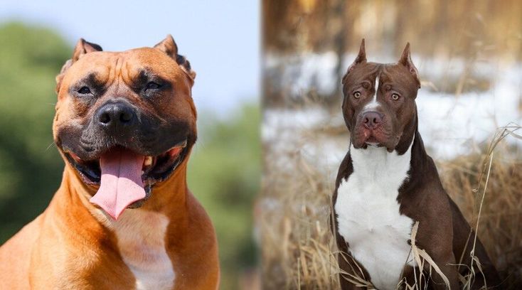 apbt vs staffordshire terrier