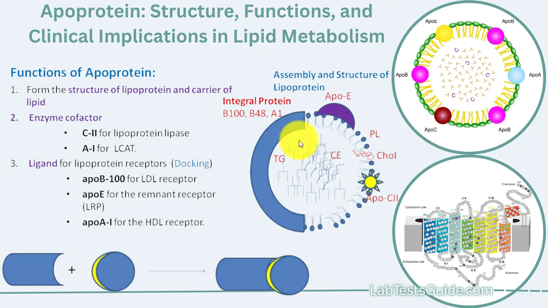 apoprotein