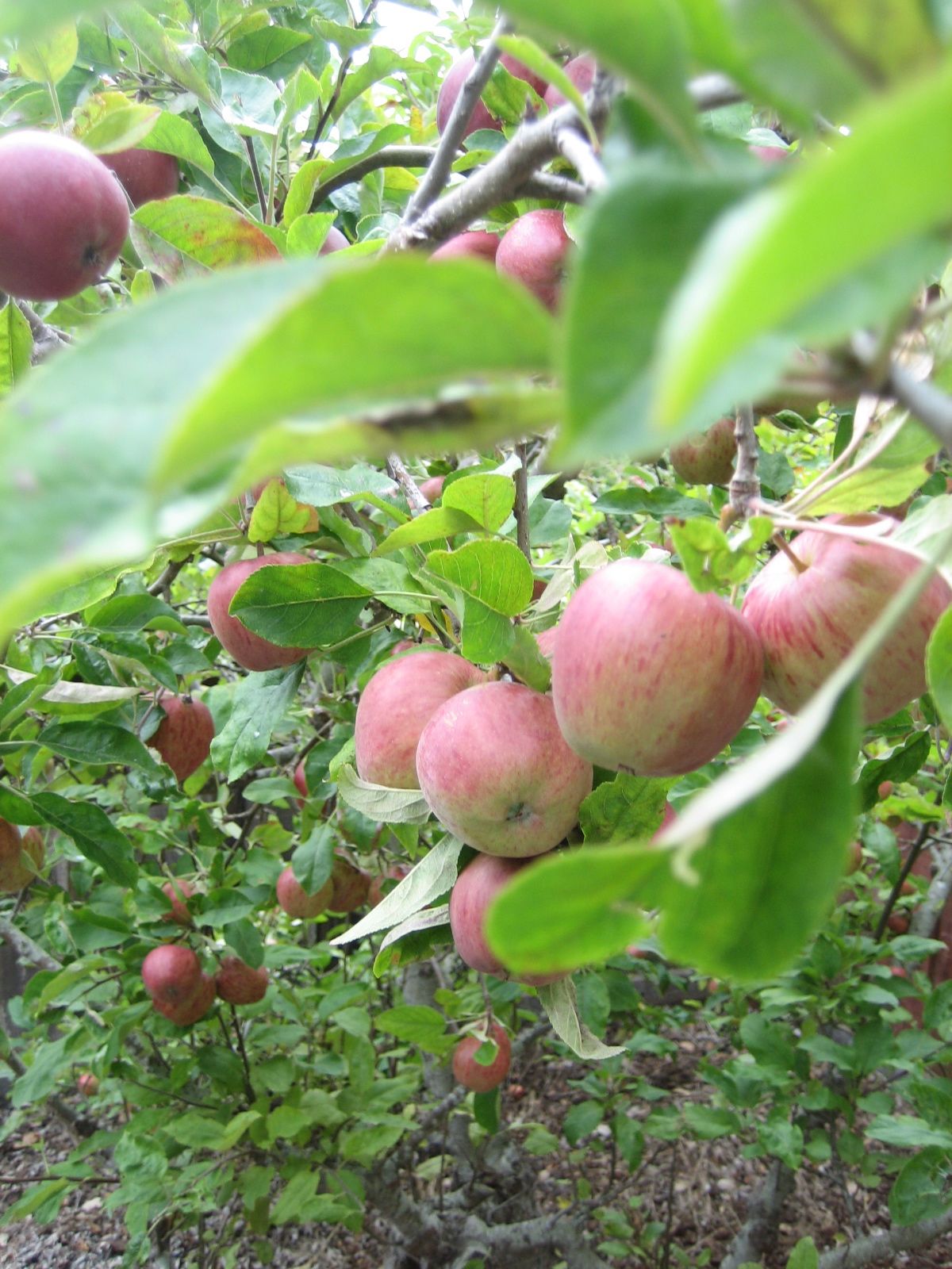 apple tree in baguio