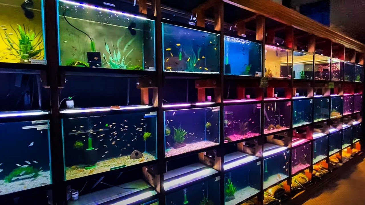 aquarium co op