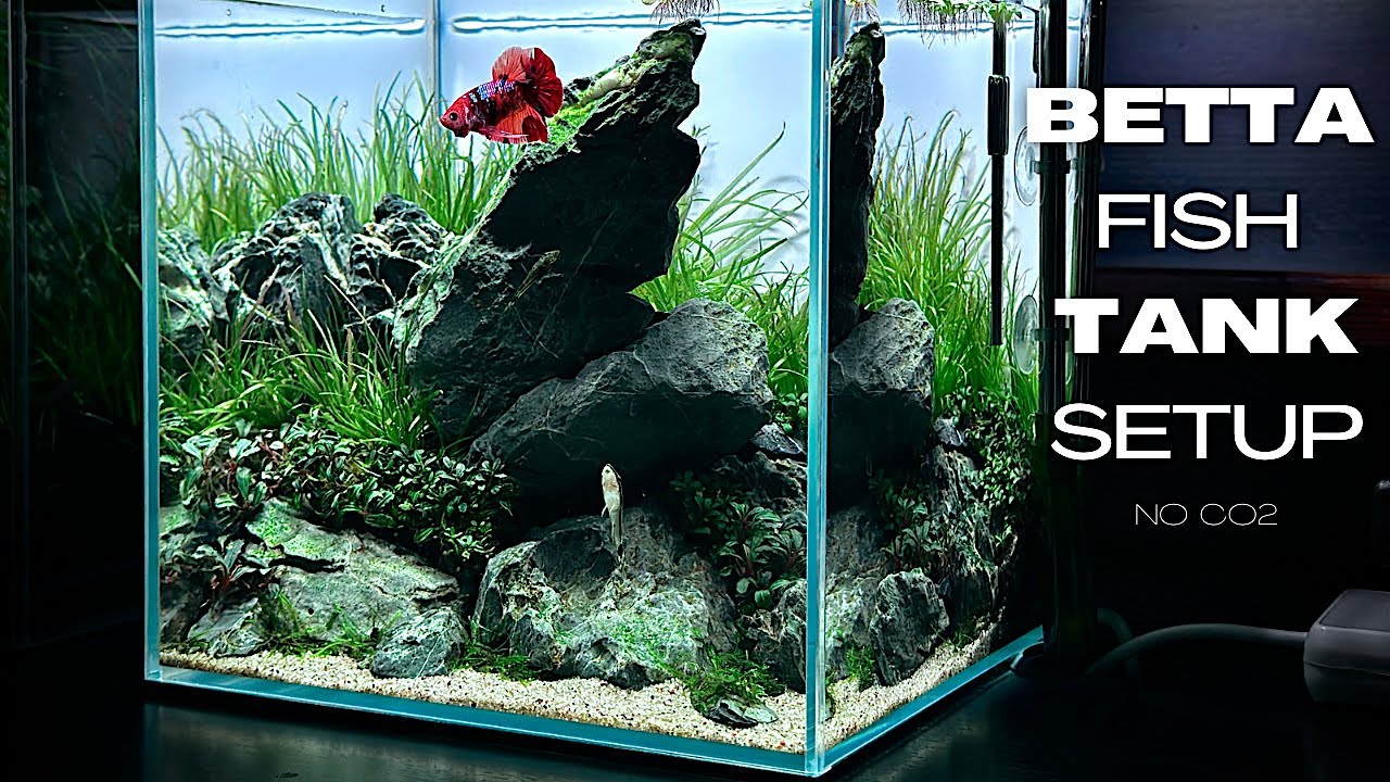 aquascape for betta fish