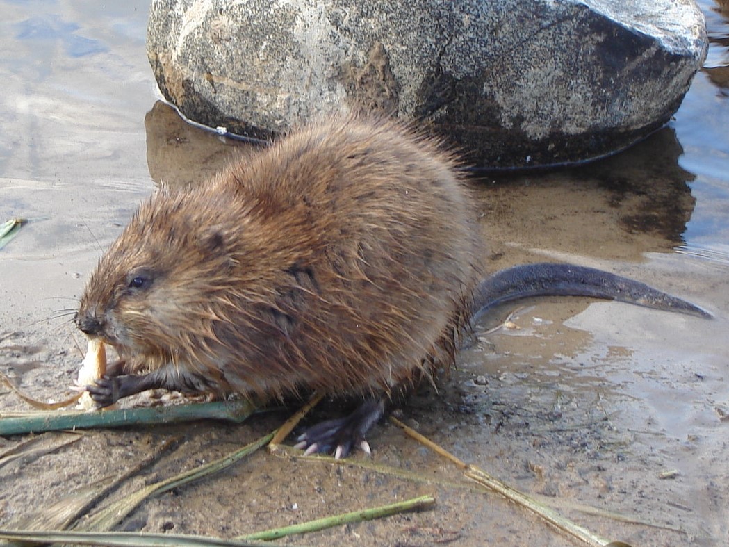 aquatic rodent crossword clue