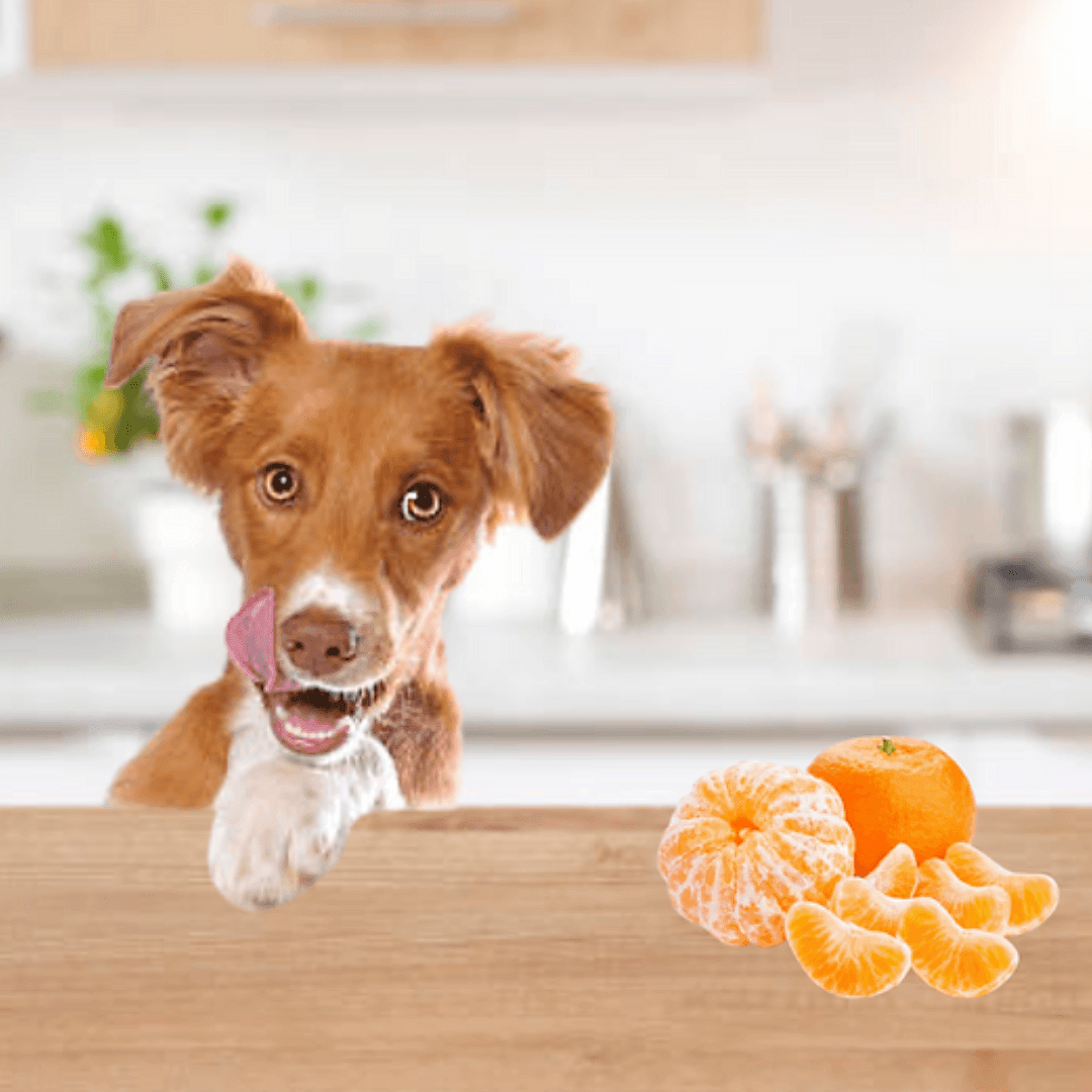 are dogs allowed tangerines