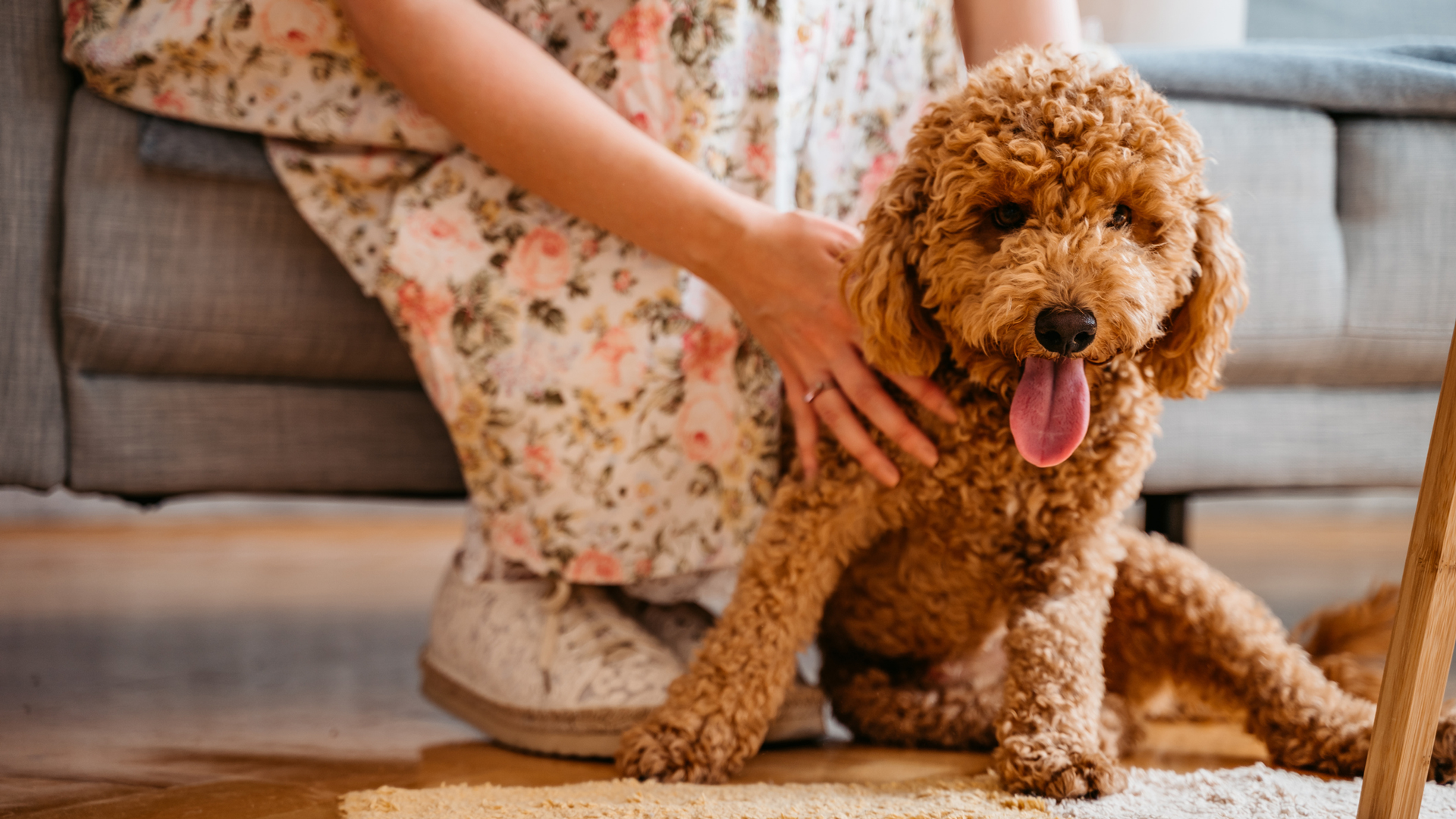 are labradoodles hypoallergenic