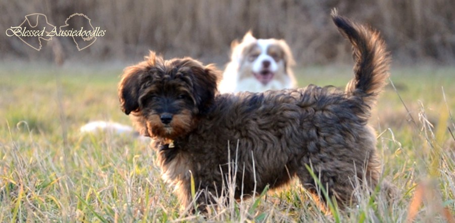 aussiedoodle braun