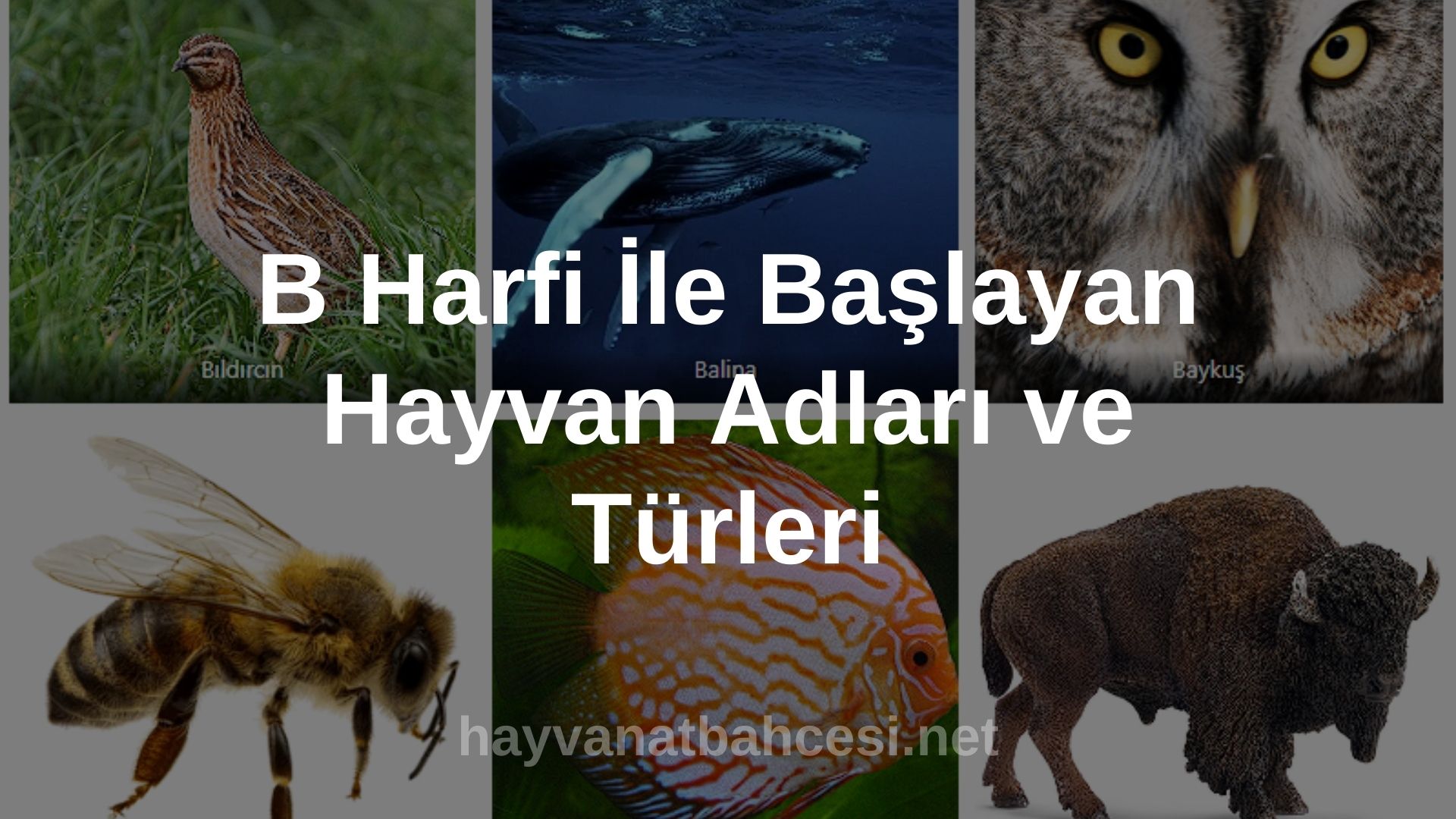 b harfi ile başlayan kuş isimleri