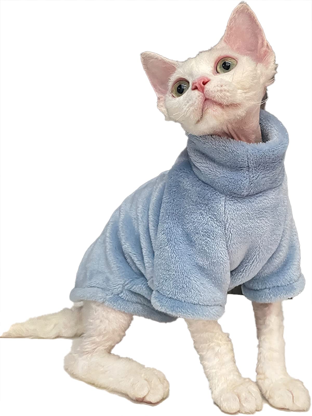 sphynx cat with clothes