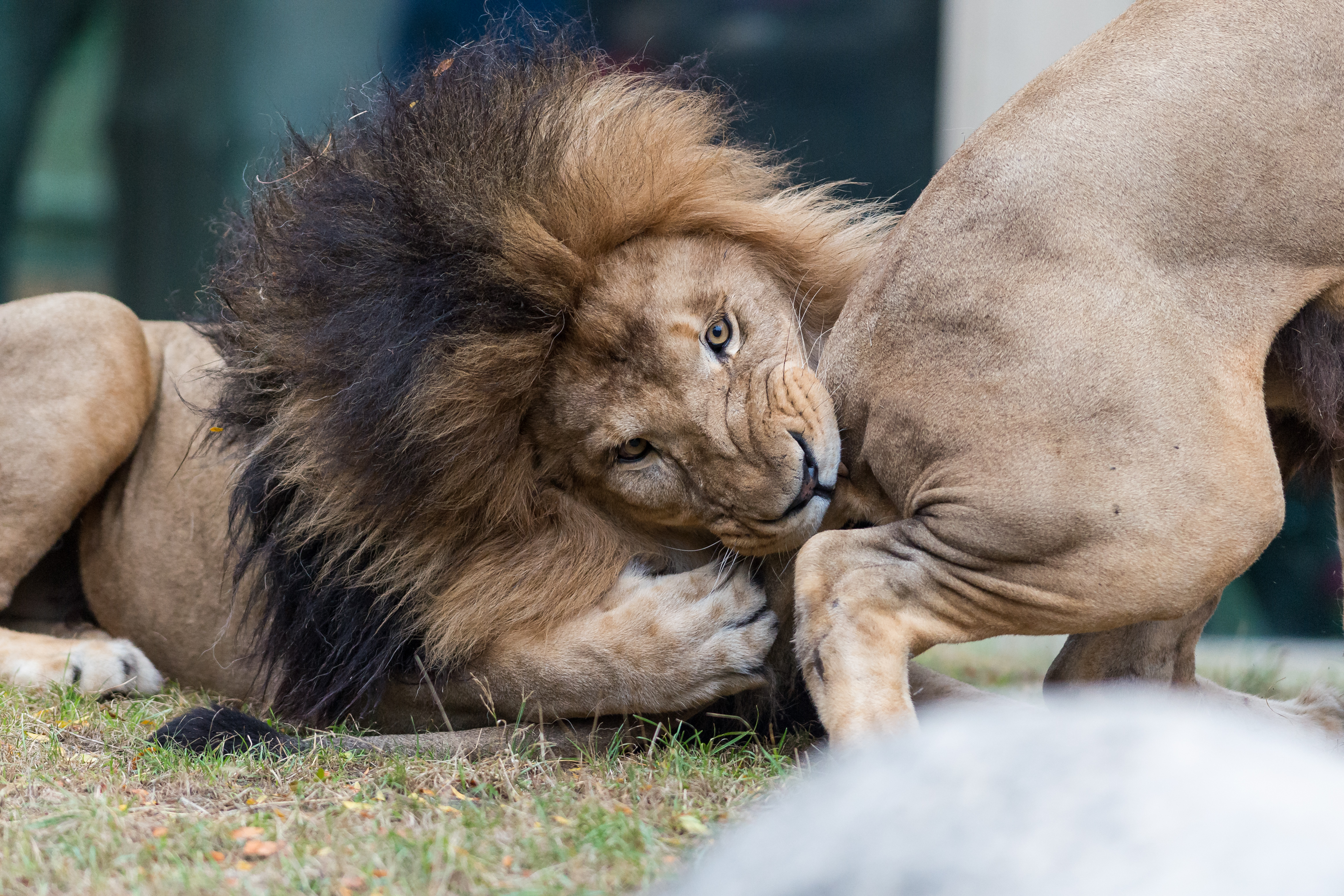 biting force of lion