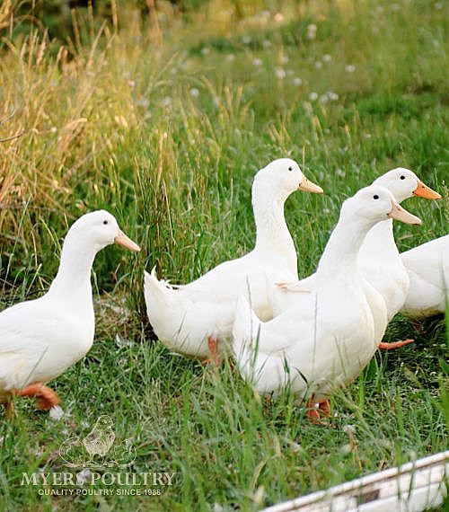 ducks for sale near me