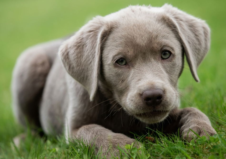 lab silver puppies