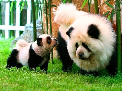 chow chow cachorro panda