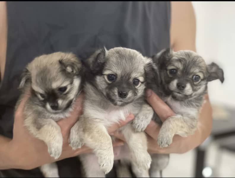 puppies for sale gumtree sydney