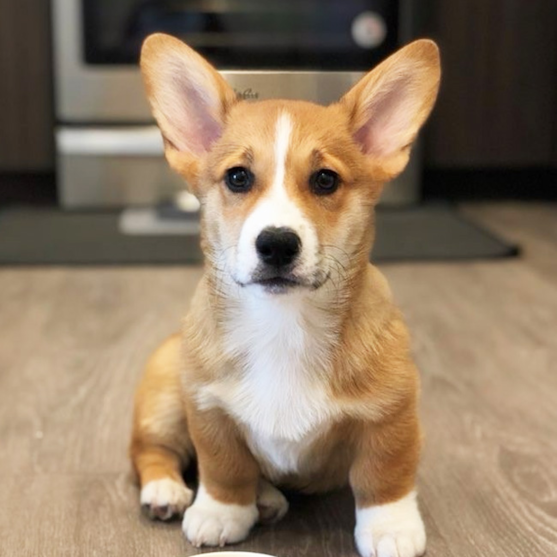 corgi puppies for sale atlanta