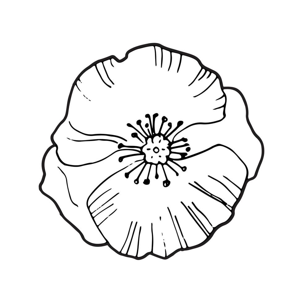 drawings of poppy flowers