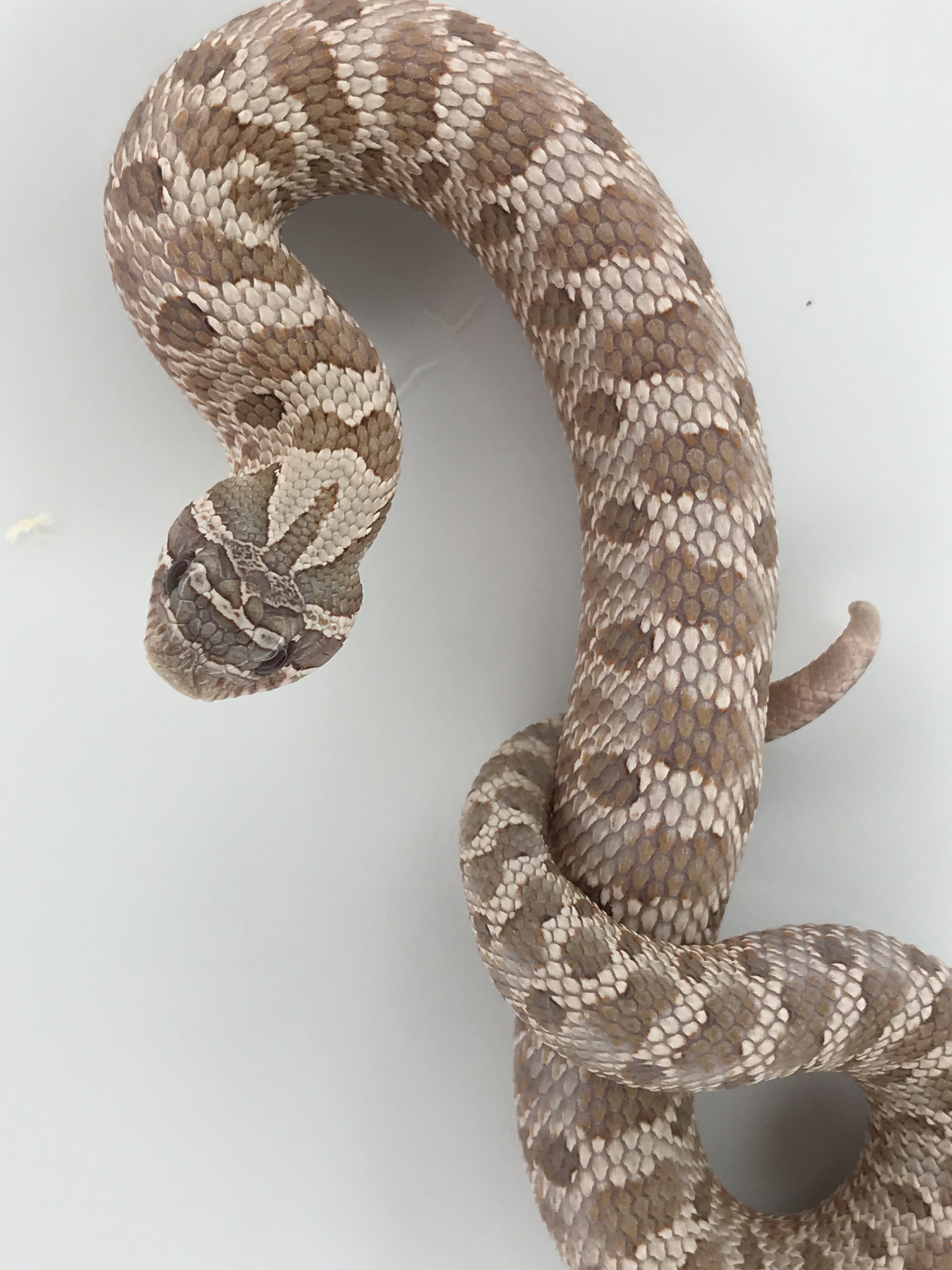 lavender hognose snake