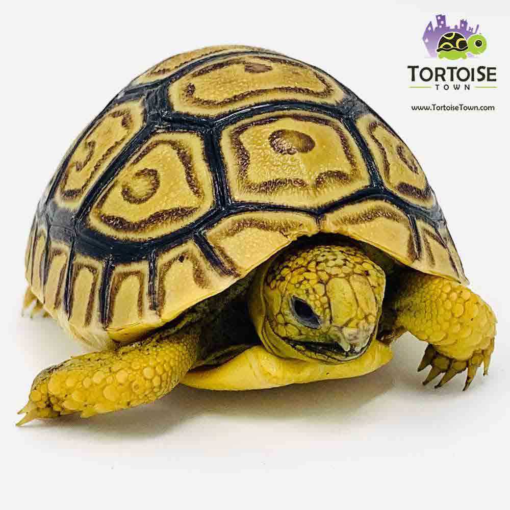 baby tortoise for sale