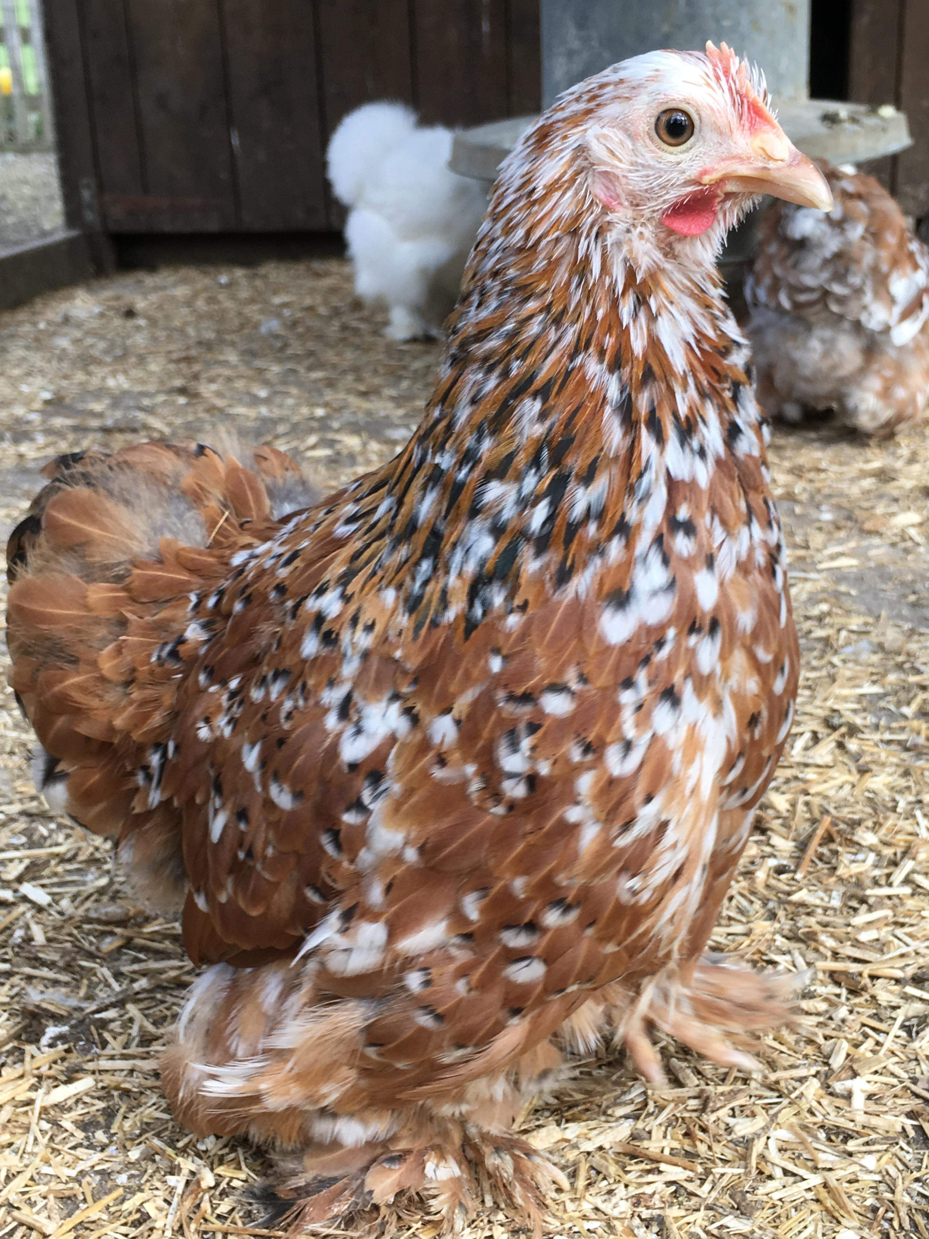 bantam chickens for sale near me