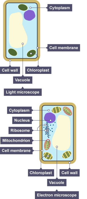 bbc bitesize plant cell