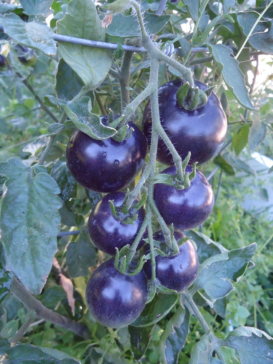 blue-tomato