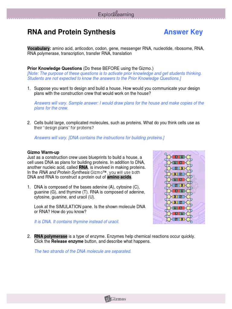 rna and protein synthesis gizmo answer key pdf